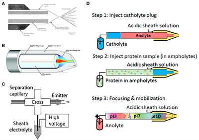 A Mini Review on Capillary Isoelectric Focusing-Mass Spectrometry for Top-Down Proteomics